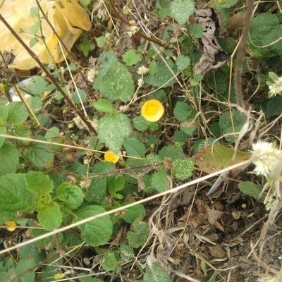 Sida cordata — flower