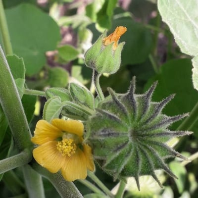Abutilon theophrasti — flower