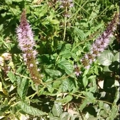 Mentha spicata — flower