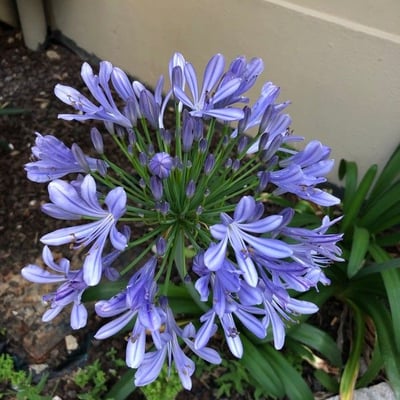 Agapanthus praecox — flower
