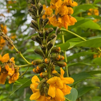 Pterocarpus santalinoides — flower
