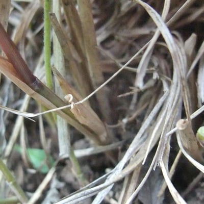 Calamagrostis varia — flower