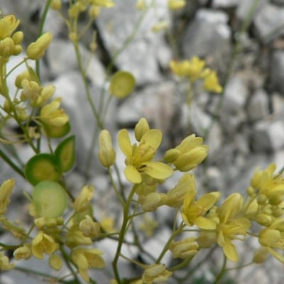 Biscutella valentina — flower