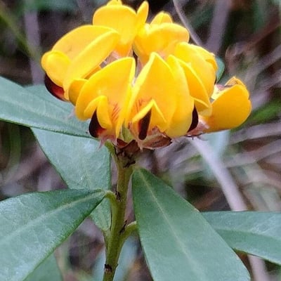 Pultenaea daphnoides — flower