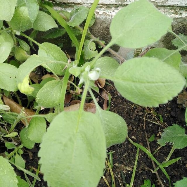 Arnica angustifolia — leaf