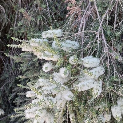 Melaleuca lanceolata — flower