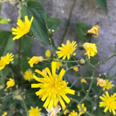 Hieracium lachenalii — flower