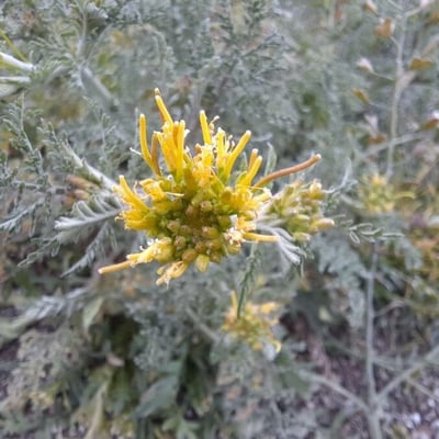 Descurainia sophia — flower