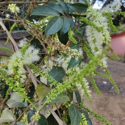 Inga laurina — flower