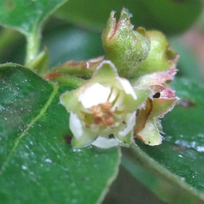 Cotoneaster integerrimus — flower
