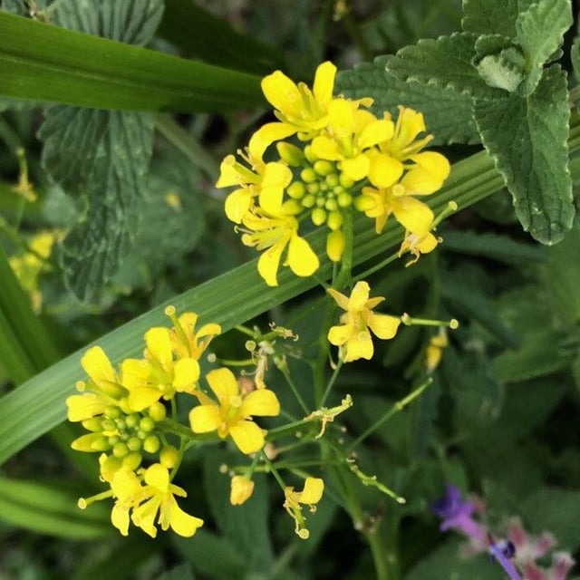 Bunias orientalis — flower