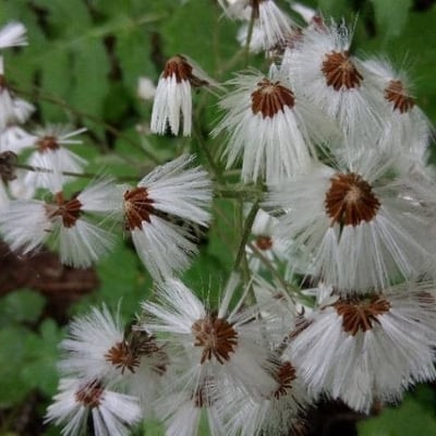 Petasites paradoxus — flower