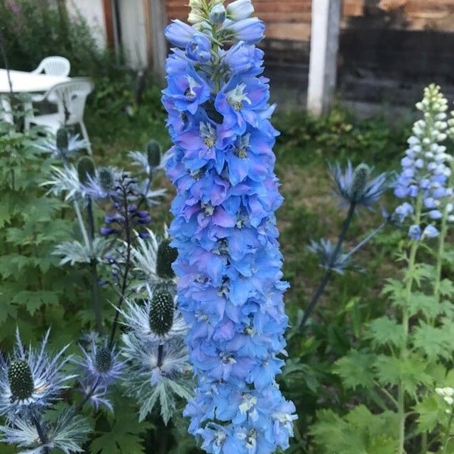 Delphinium elatum — flower