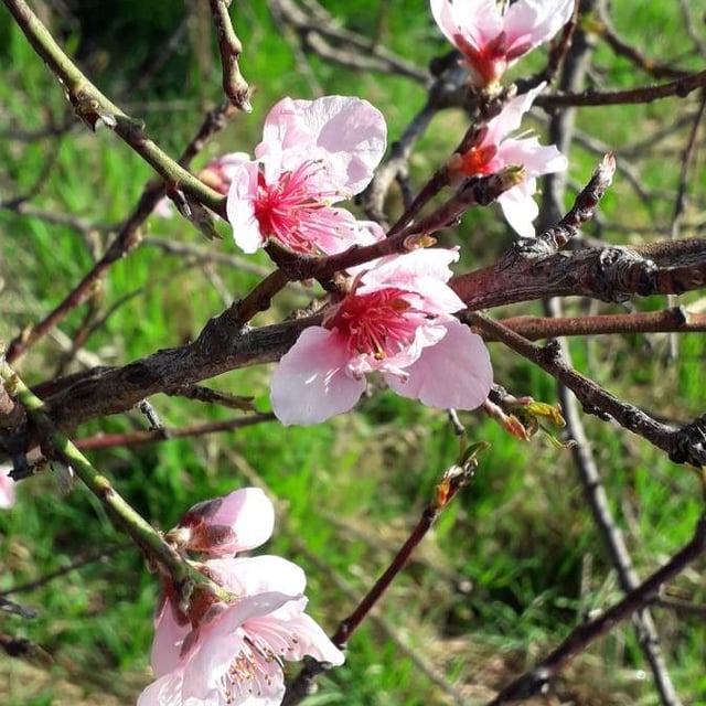 Prunus persica — flower