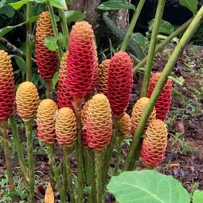 Zingiber zerumbet — flower