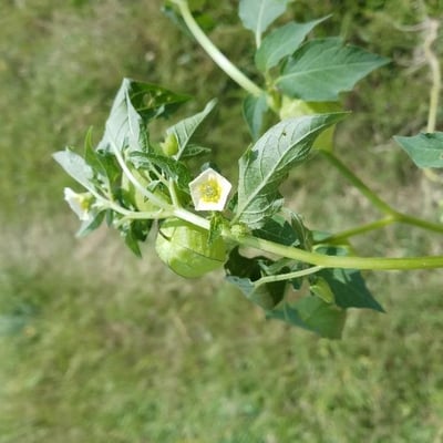 Physalis angulata — flower