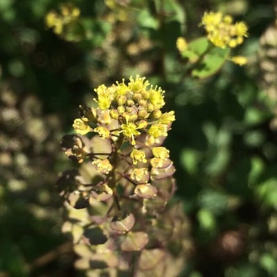 Lepidium perfoliatum — flower