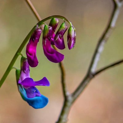 Lathyrus vernus — flower