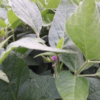 Glycine max — flower