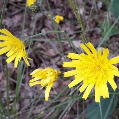 Hieracium glaucinum — flower