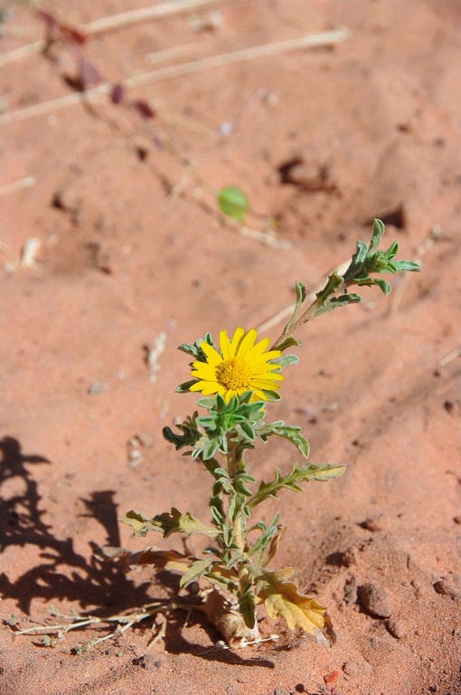 Asteriscus graveolens