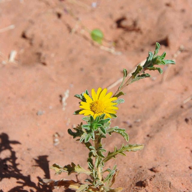 Asteriscus graveolens