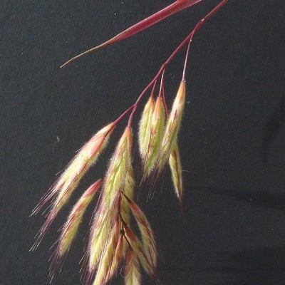 Bromus lanceolatus — flower