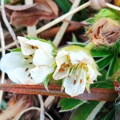 Potentilla alba — flower