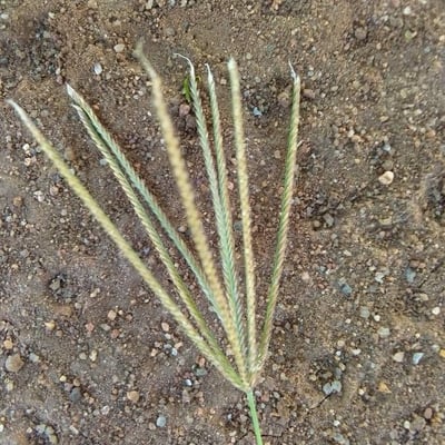 Chloris gayana — flower