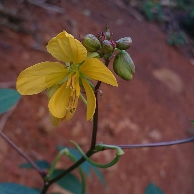 Senna occidentalis — flower