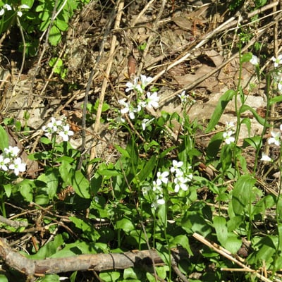 Cardamine bulbosa — flower