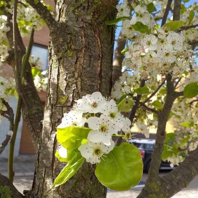Pyrus calleryana — flower