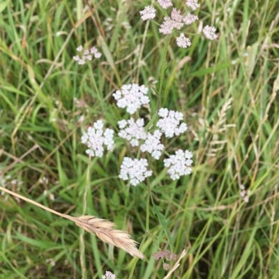 Torilis arvensis — flower