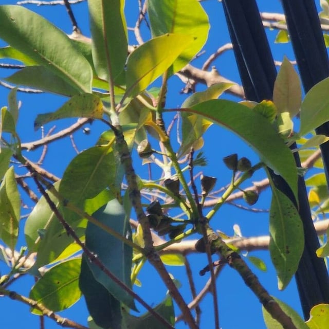 Lophostemon confertus — flower