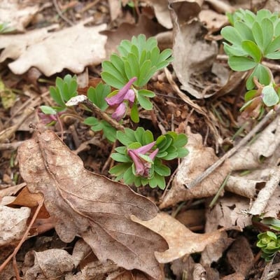 Corydalis intermedia — flower