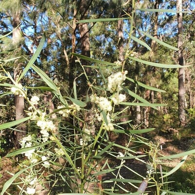 Acacia suaveolens — flower