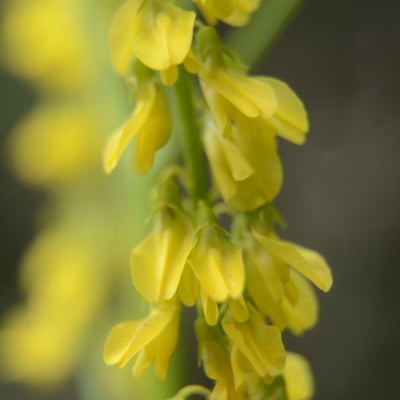 Melilotus altissimus — flower