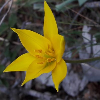 Tulipa sylvestris — flower
