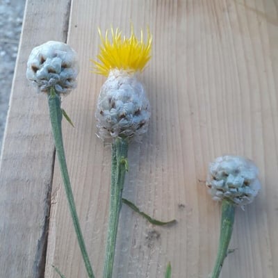 Centaurea solstitialis — flower