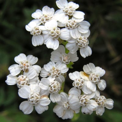 Achillea atrata — flower