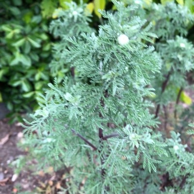Artemisia pontica — flower