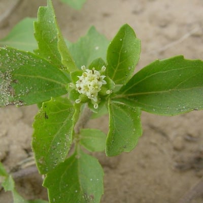 Acanthospermum australe — flower