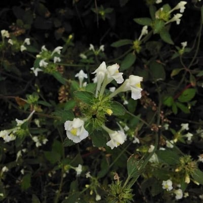 Galeopsis segetum — flower