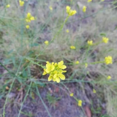 Rapistrum rugosum — flower