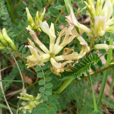 Astragalus hamosus — flower