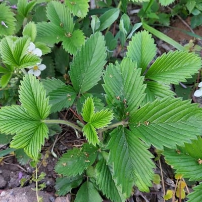 Fragaria viridis — flower