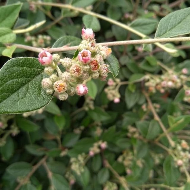 Cotoneaster franchetii — flower