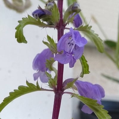 Dracocephalum moldavica — flower
