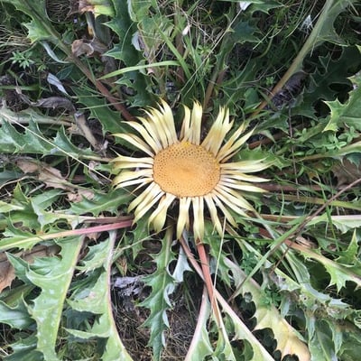 Carlina acanthifolia — flower