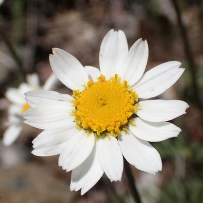 Anthemis cretica — flower